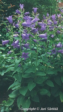  Campanula latifolia